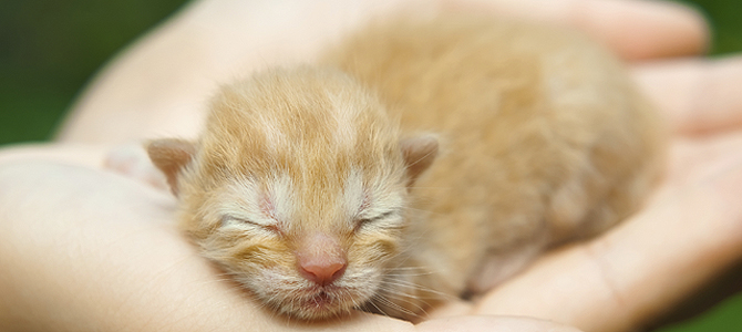 Category: Human Animal Bond