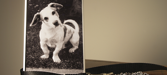 Category: Pet Loss and Grief