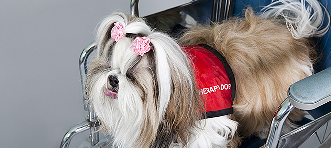 Category: Animals Helping People